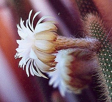 Arthrocereus spinosissimus