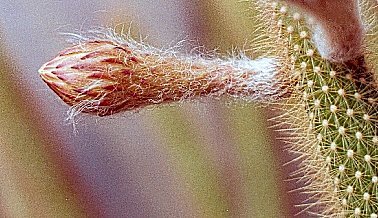 Arthrocereus spinosissimus