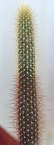 Arthrocereus spinosissimus