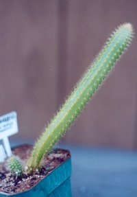 Arthrocereus rondonianus