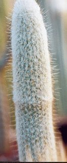 Austrocephalocereus dybowskii