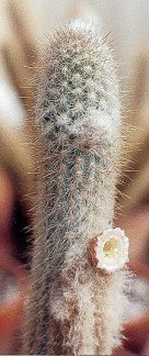 Austrocephalocereus lehmannianus