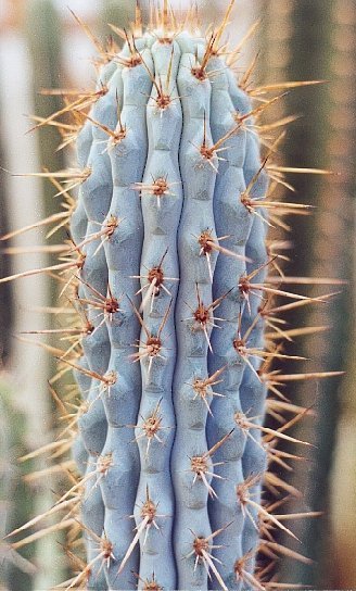 Azureocereus hertlingianus