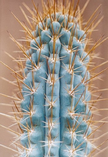 Azureocereus viridis