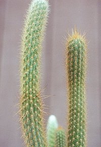 Bergerocactus emoryi