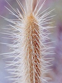 Bergerocactus emoryi