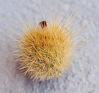 Bergerocactus emoryii fruit