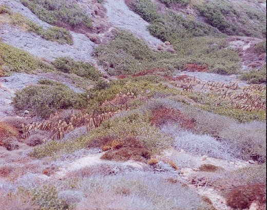 Bergerocactus emoryi habitat