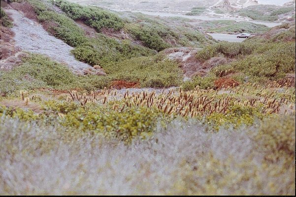 Bergerocactus emoryi habitat