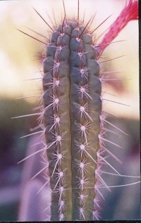 Borzicactus feldianus