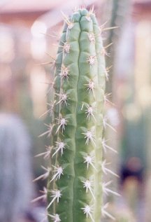 Borzicactus fieldianus