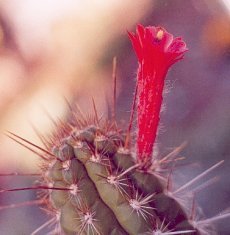 Borzicactus fieldianus