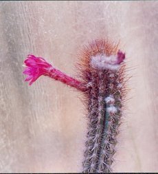 Borzicactus parvitessiflorus