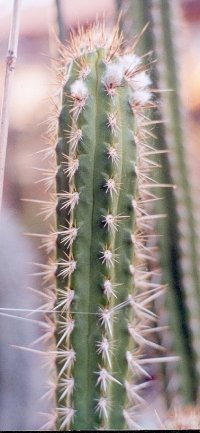 Borzicactus tesselatus or aff. tesselatus