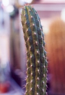 Borzicactus sepium