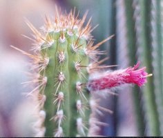 Flower of Borzicactus tesselatus