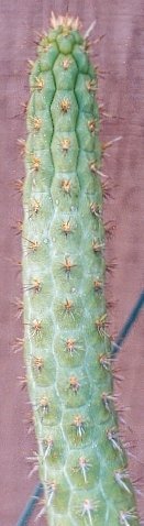 Borzicactus samnensis