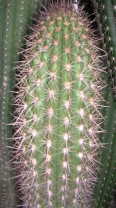 Browningia candelaris seedling