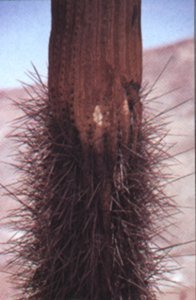 Browningia candelaris stem