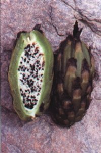 Browningia candelaris fruit