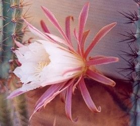 Cereus aethiops flower