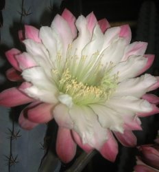 Cereus chalybaeus flower