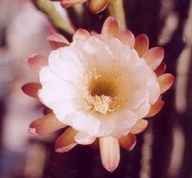 Cereus chalybaeus flower