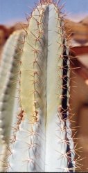 Cereus alacriportanus