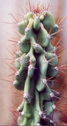 Cereus 'peruvianus' monstrose form