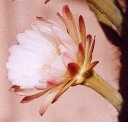 Cereus chalybaeus flowers