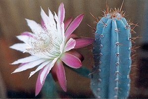 Cereus species partly red flower