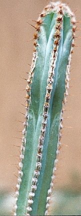 Cipocereus crassisepalus