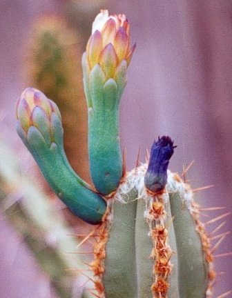 Cipocereus crassisepalus