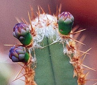 Cipocereus crassisepalus