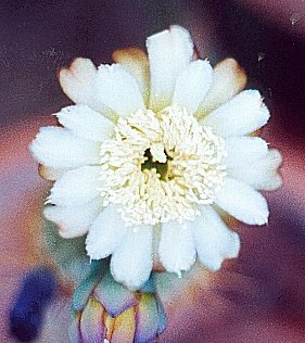 Cipocereus crassisepalus