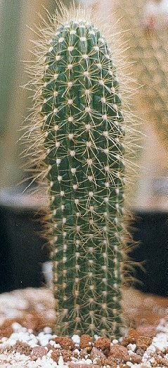 Coleocephalocereus buxbaumianus