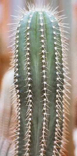 Coleocephalocereus fluminensis