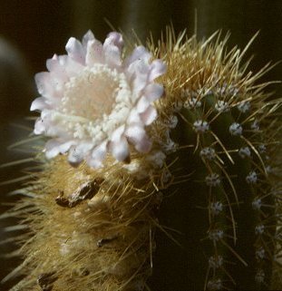 Coleocephalocereus fluminensis