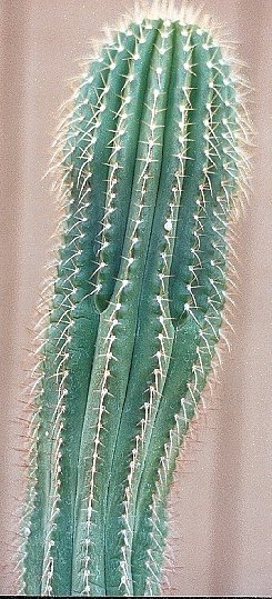 Coleocephalocereus pluricostatus