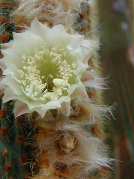 Espostoa sp.de.Amazonas