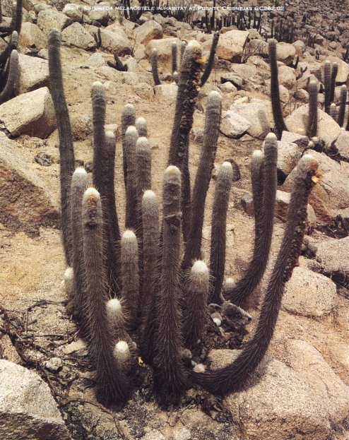 Espostoa melanostele