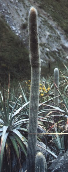Espostoa senilis