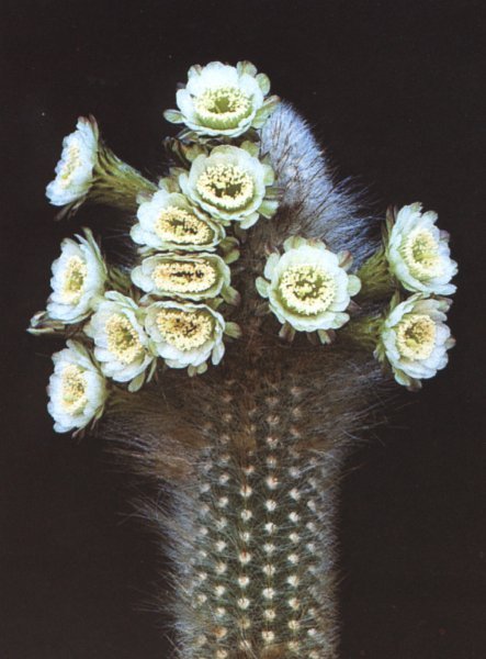 Thrixanthocereus cullmannianus