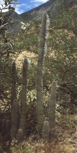 Espostoa blossfeldiorum