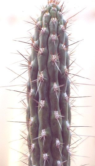 Eulychnia spinibarbis