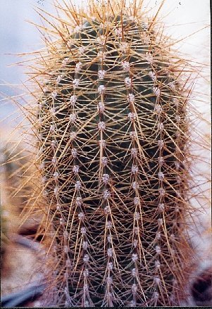 Helianthocereus orurensis