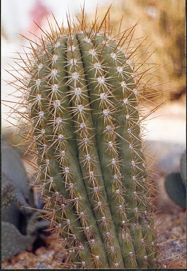 Helianthocereus pasacana