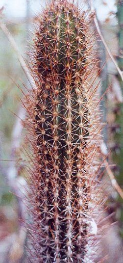 Jasminocereus howelii