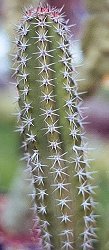 Lophocereus gatesii