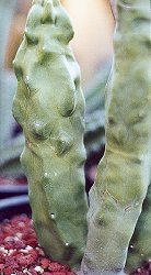 Lophocereus mieckleyanus